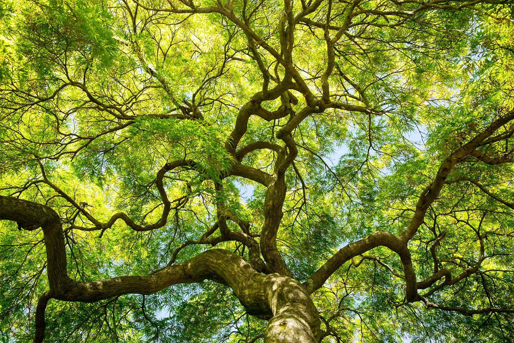 Looking up into the branches of a tree in full green leaf