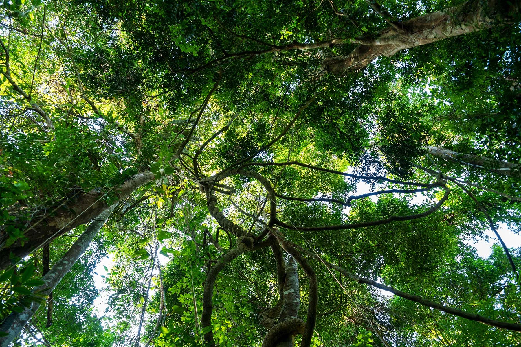 Sunlight through a green tree canopy, seen from below